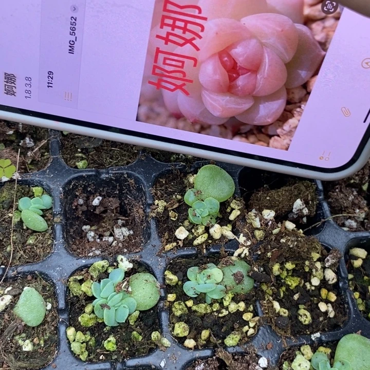 婀娜叶插苗2颗多肉