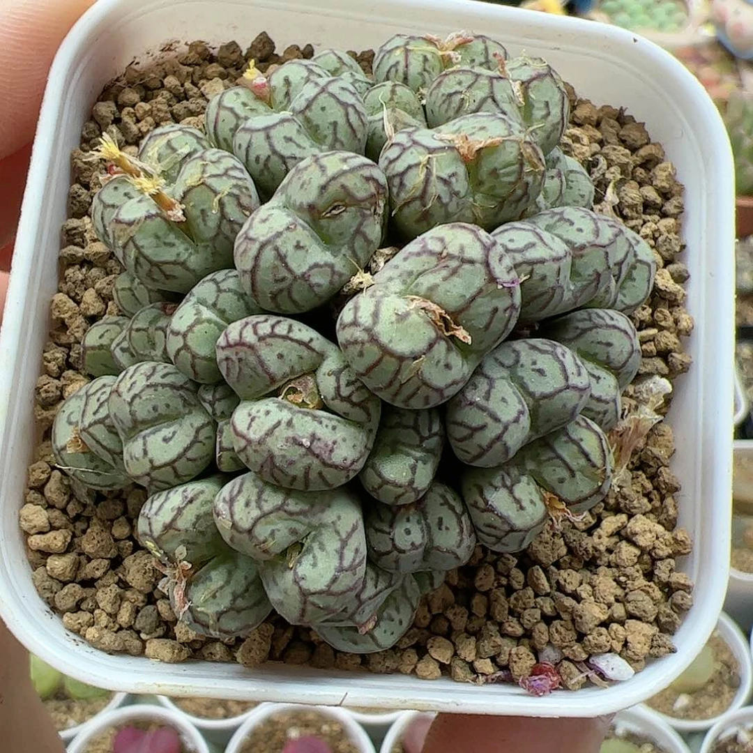 【闪购商品】368 紫猴