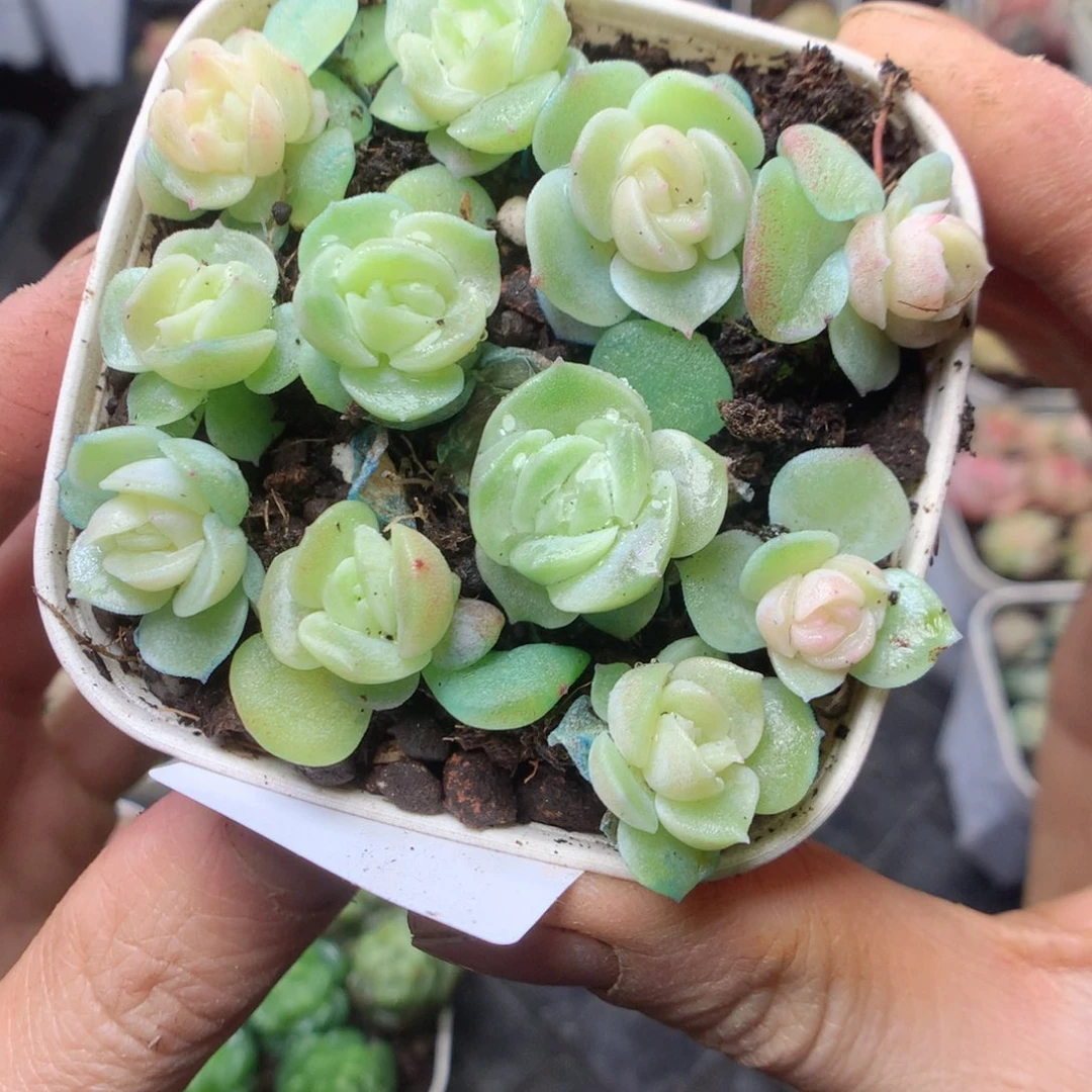 无花朵R43 良辰yyyyt