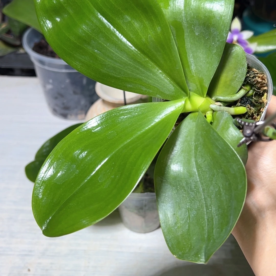 胡****当前无花栽培后可以开花香到没朋友