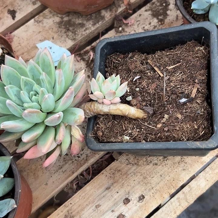 整***条多肉植物实物直播实物270