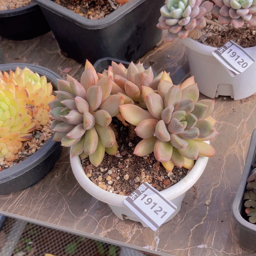 红象牙多肉植物19121