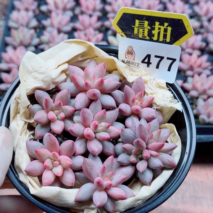 多肉植物多肉植物