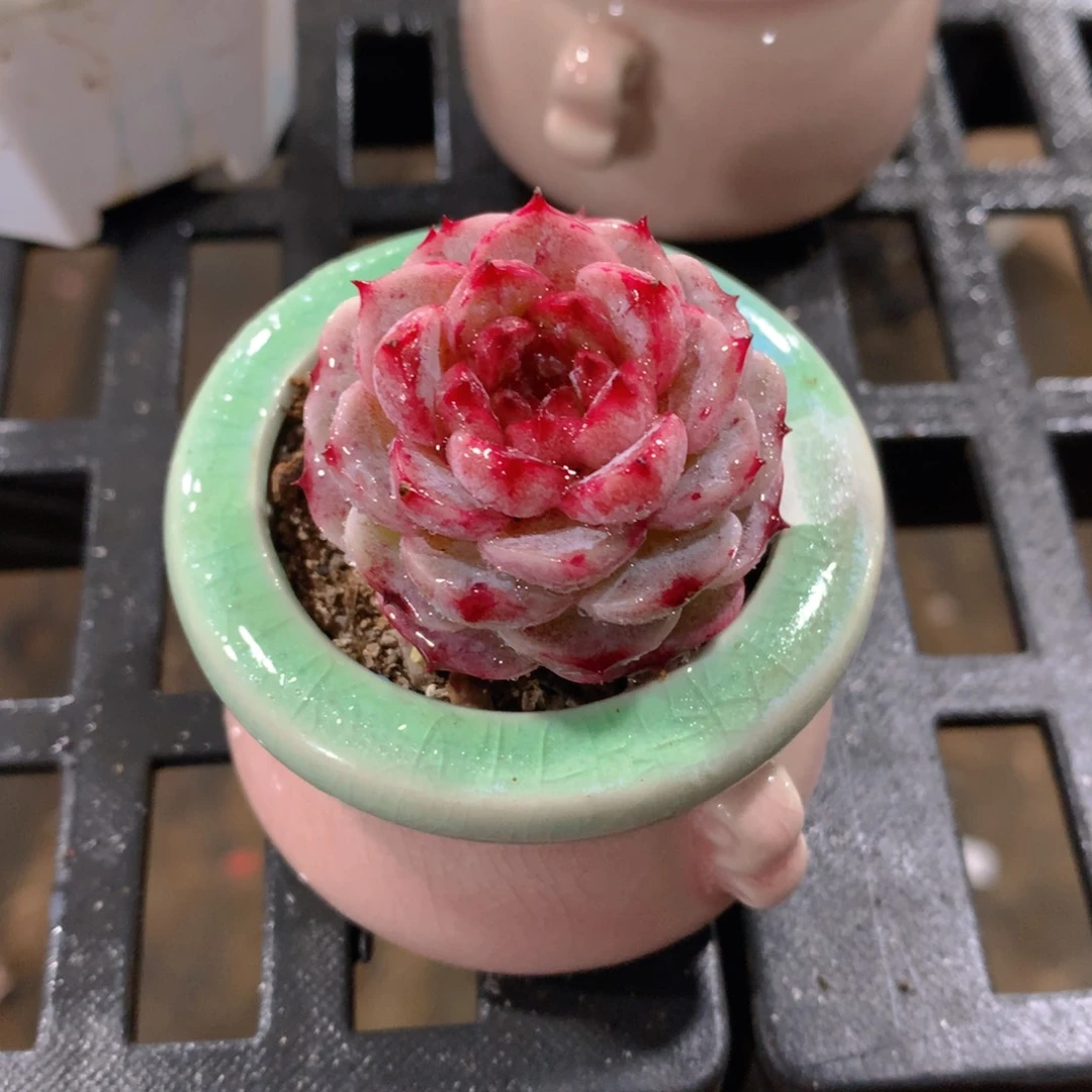 肉萌萌精控多肉 5cm盆量拍 小天鹅绒带盆