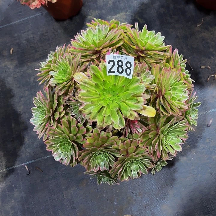 至***奴0000000000000000288多肉植物