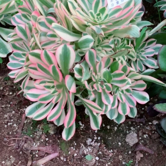 多肉植物女巫729