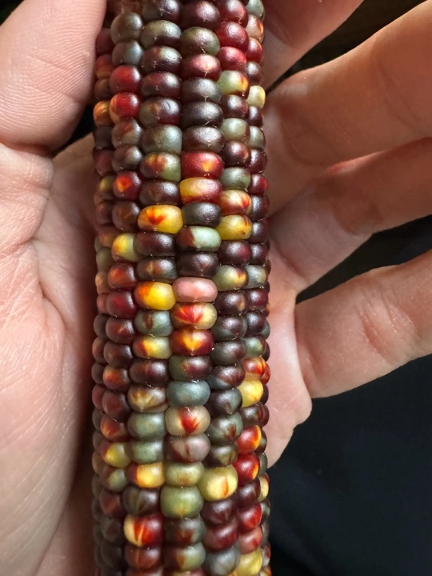 文玩玉米毛料  一物一拍