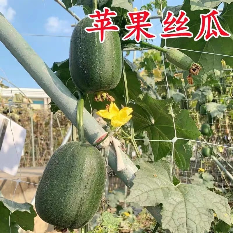 【春播特惠】【苹果丝瓜】菜瓜种籽苗秧盆栽籽种四季子蔬菜菜籽孑菜