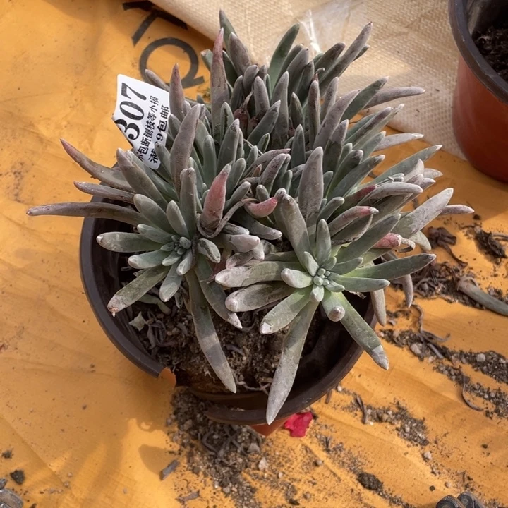 307号银光闪多肉植物