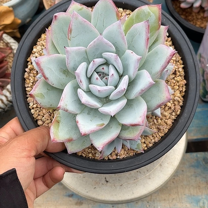 手捧多肉植物一物一拍