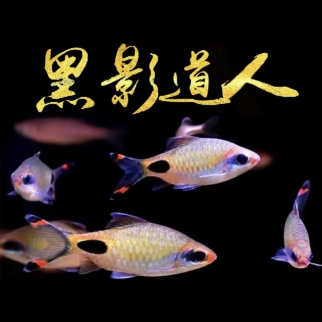 红线黑影道人蓝线黑影道人观赏鱼道金系列