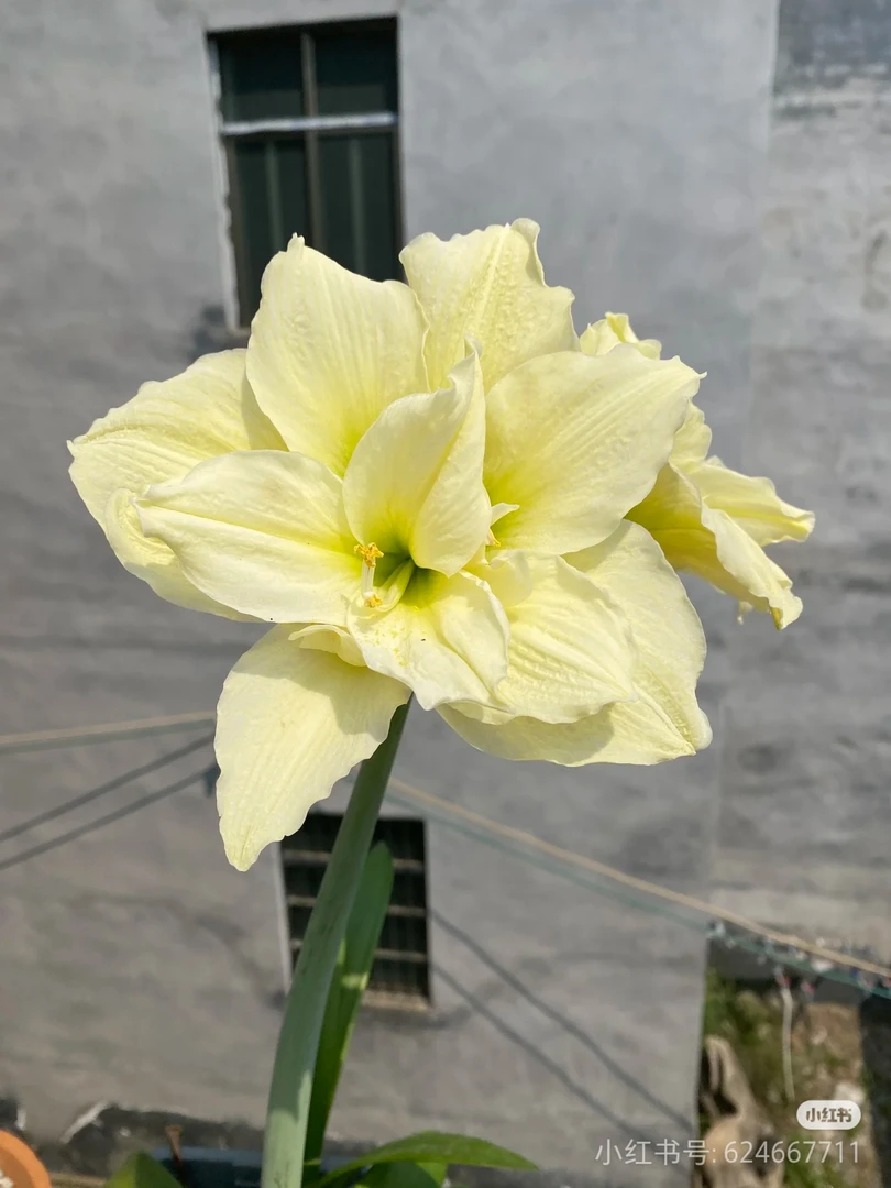 优选自然球【黄玫瑰】 朱顶红种球苗多年生球根花卉耐热