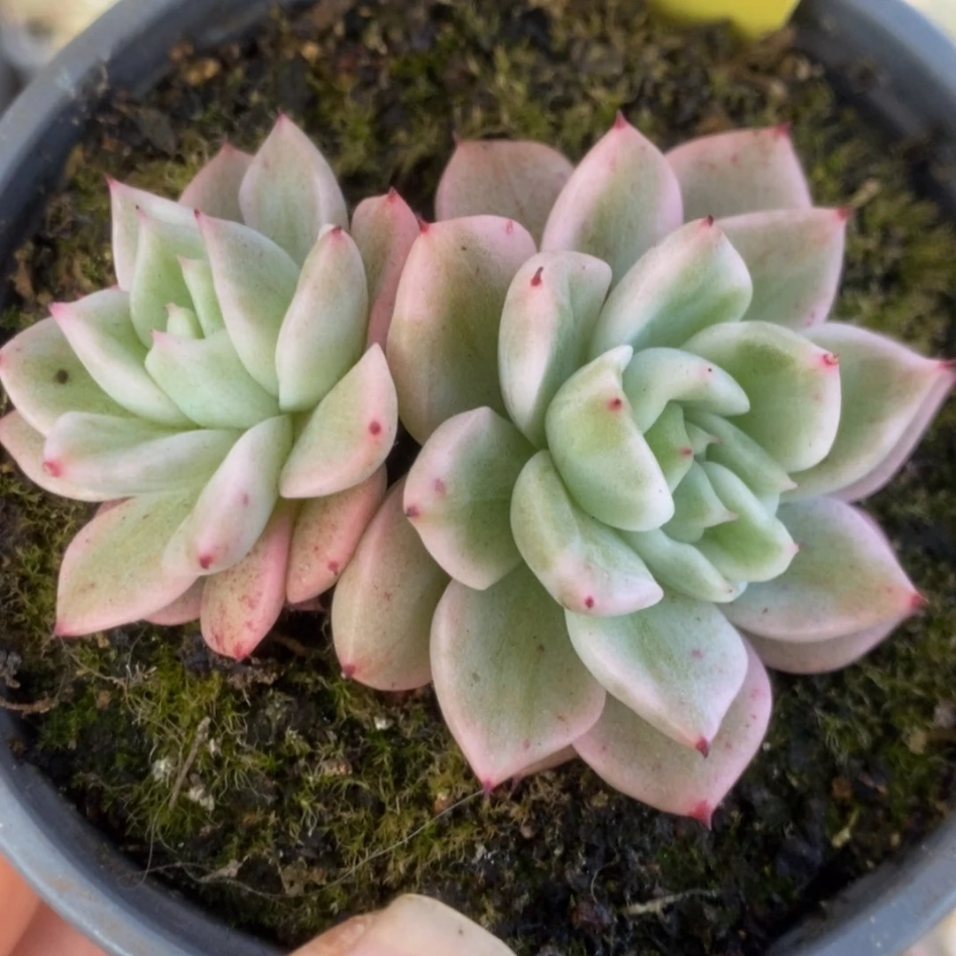 312东云杂锦锦锦锦锦