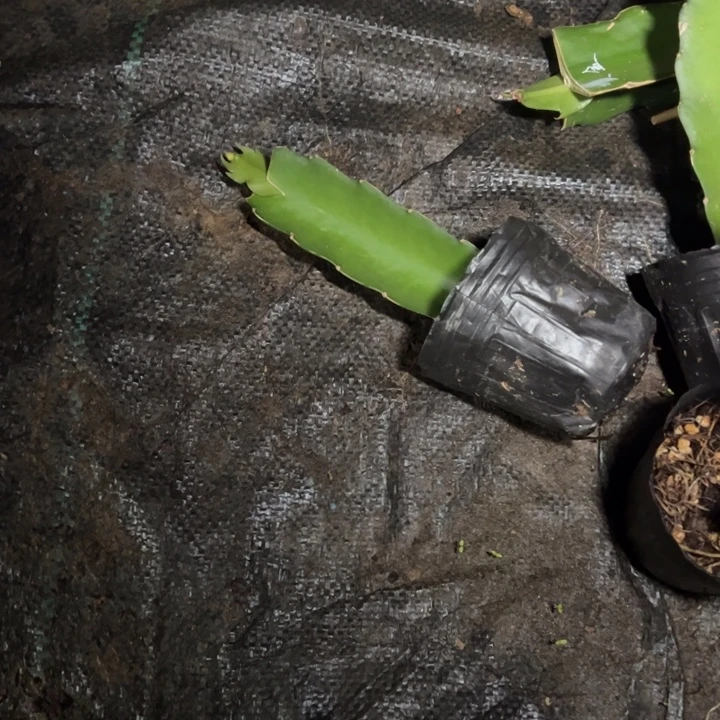 大***郭粉妆，芝士，貂蝉，各一颗带保温