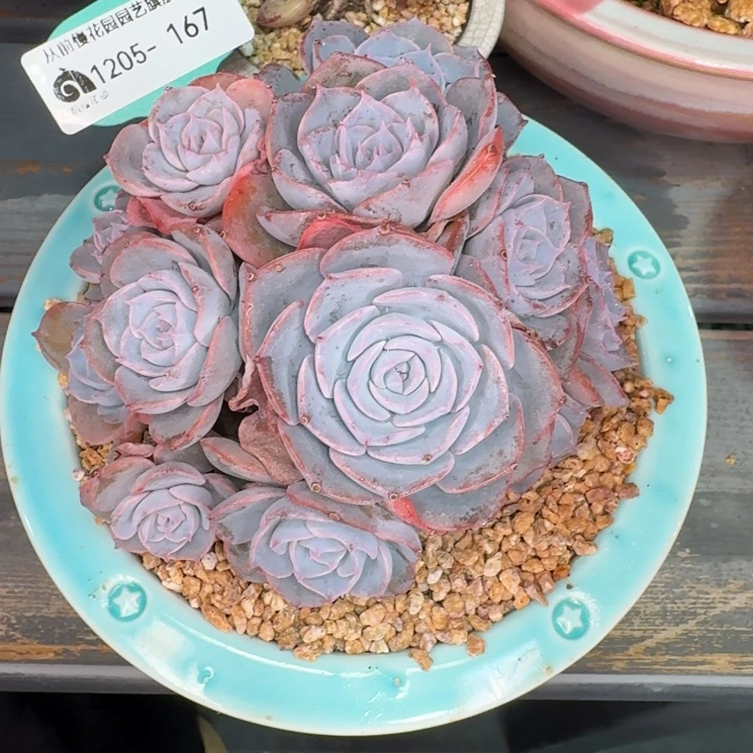 从前慢多肉精选编号1205.167