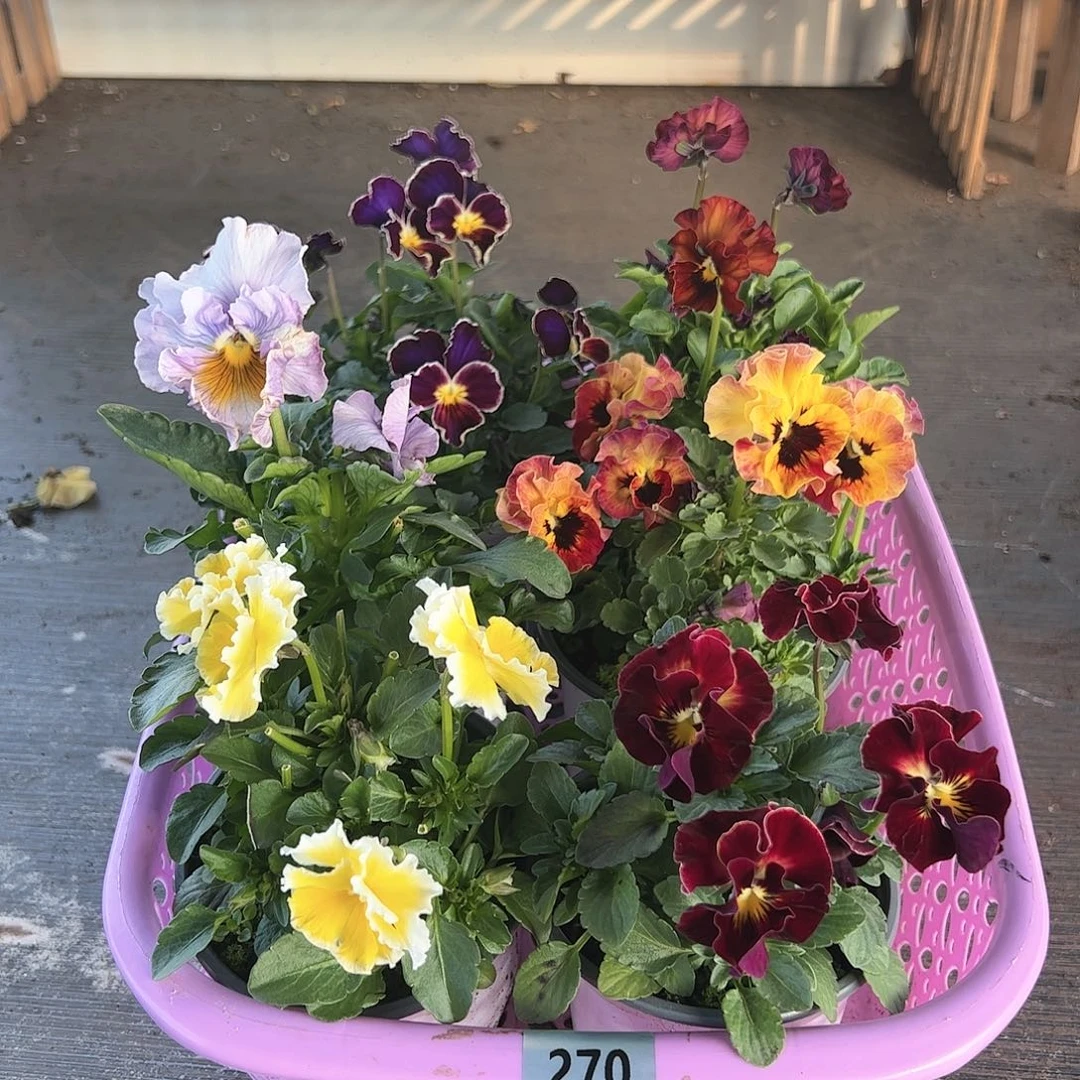 【闪购商品】270号