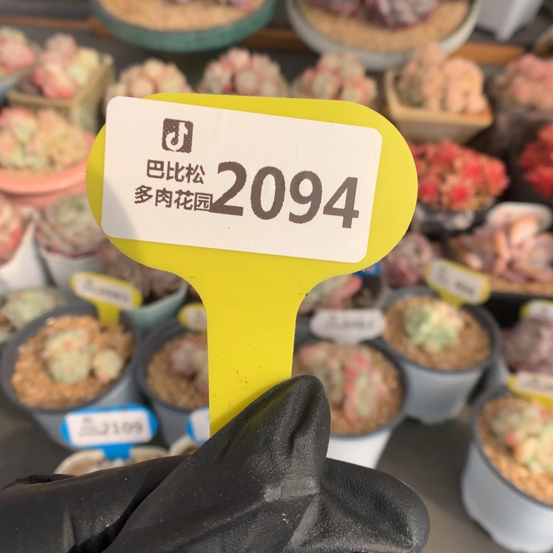 （***）2094 冰玉多肉多肉