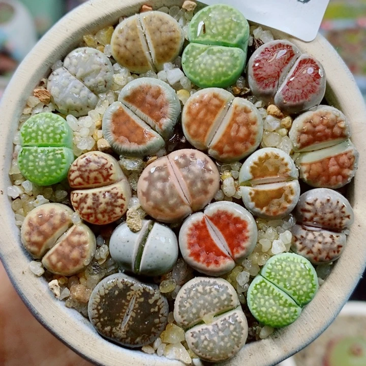 生石花花红红火火920