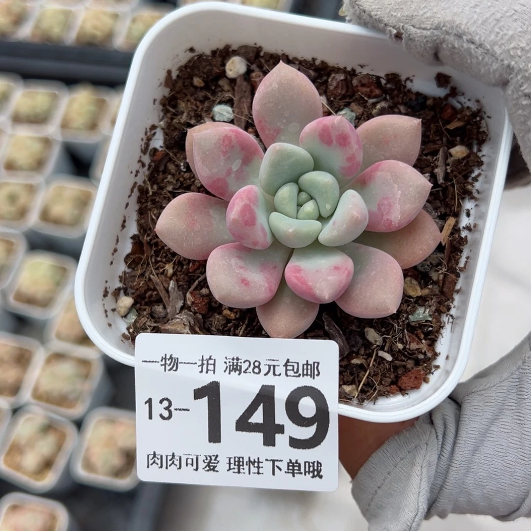 花斑鹿多多肉多肉多肉