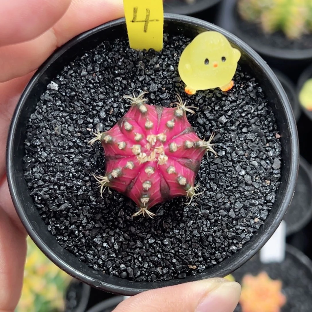 实生红球黑腹海神锦——（默认脱土发货）