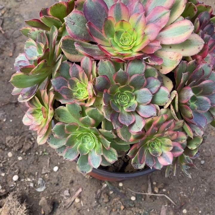 无花朵890多肉植物火狐