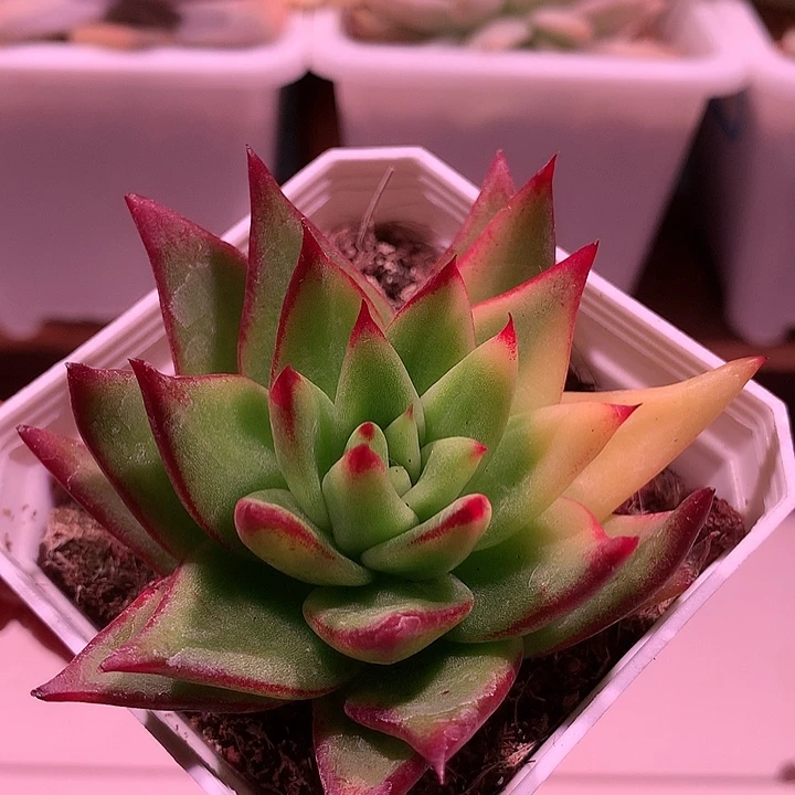 口红锦锦锦锦锦锦锦