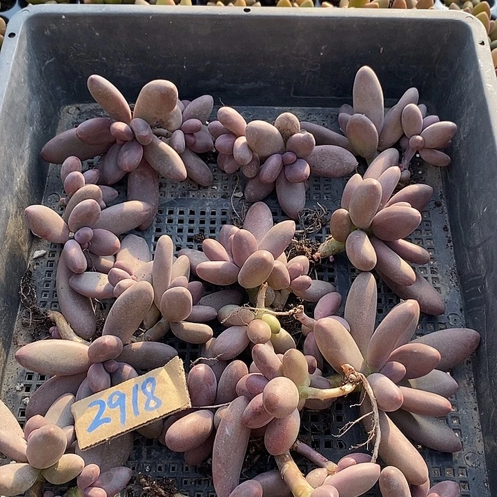 小***仙无花朵2918号一物一拍糖果