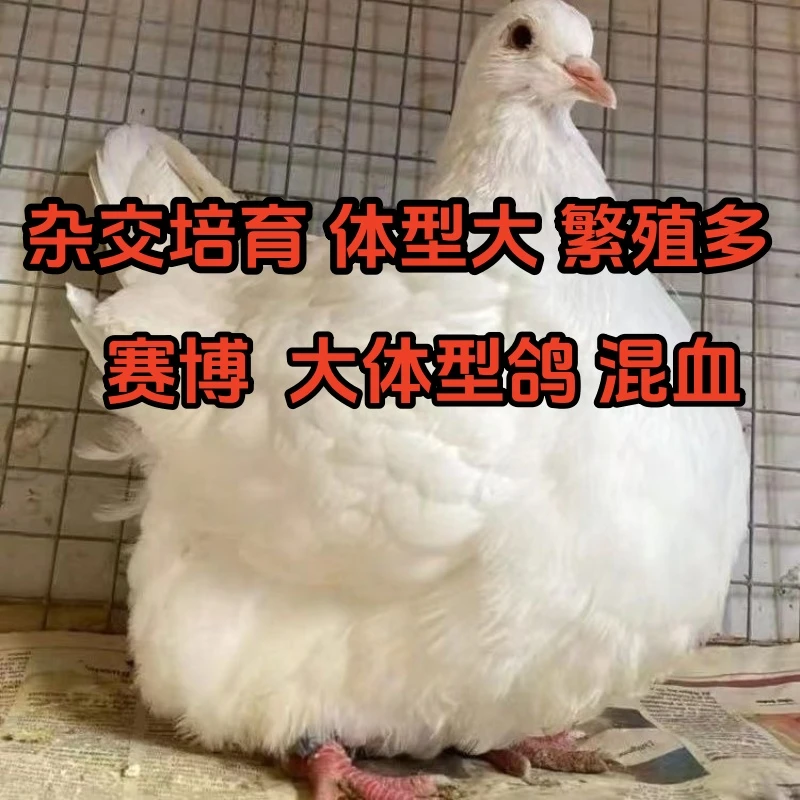 O赛博大体型鸽包邮宠物鸡批发鸽子鸽子活的
