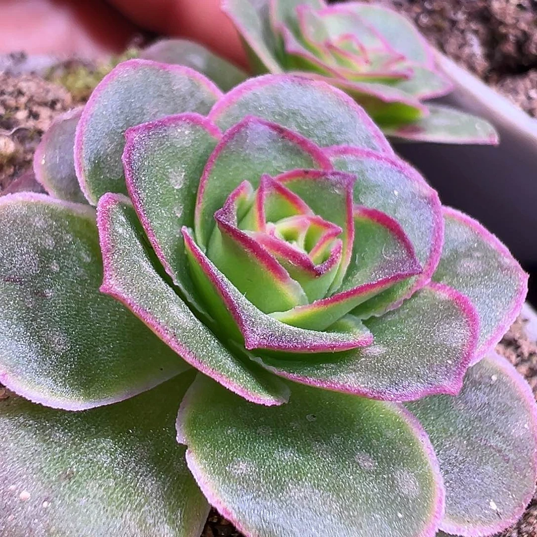 糖糖122 龙沙遗梦福利 多肉