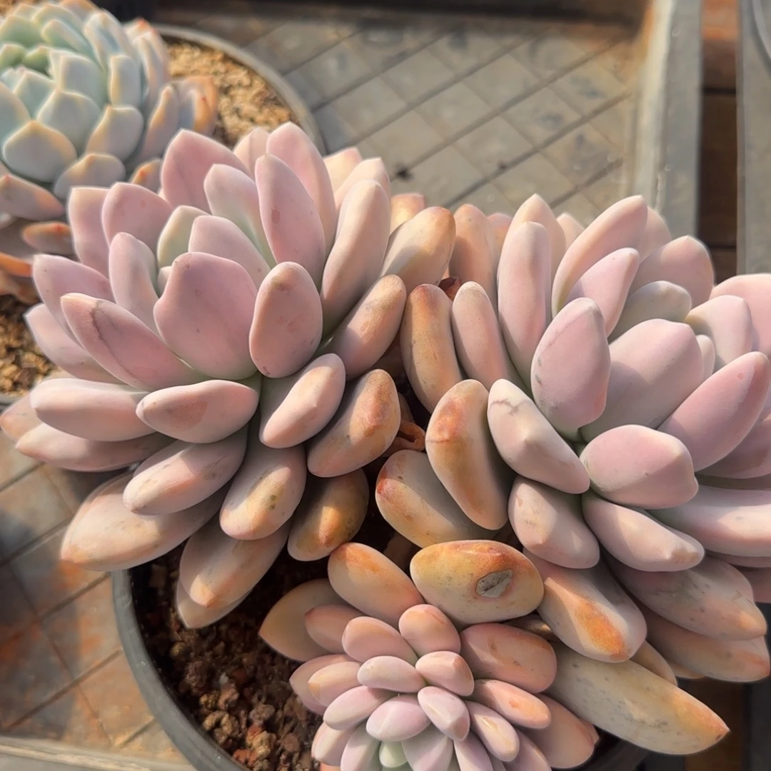 多肉植物一物一拍