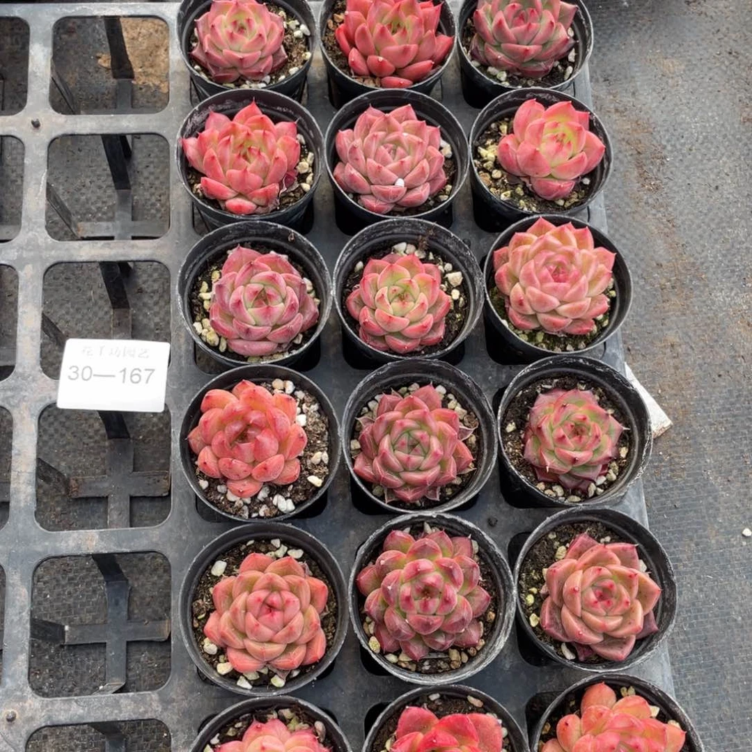 河****品一物一拍18颗30-167