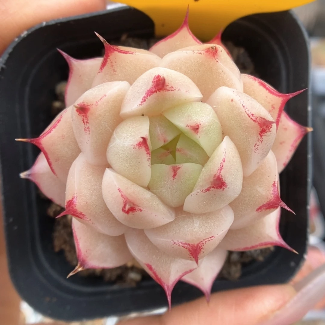 边线麦秆可拍381号。