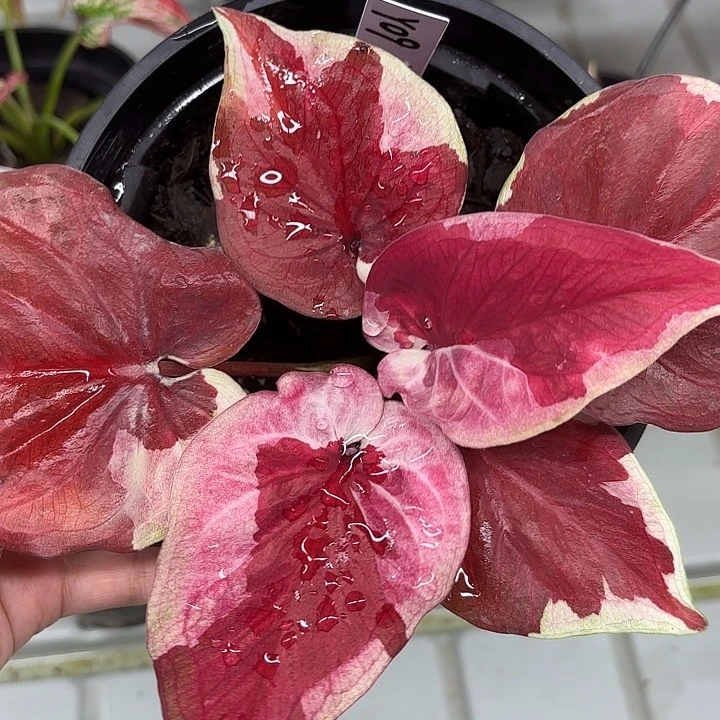 9-0221哆啦A梦彩叶芋广东现货