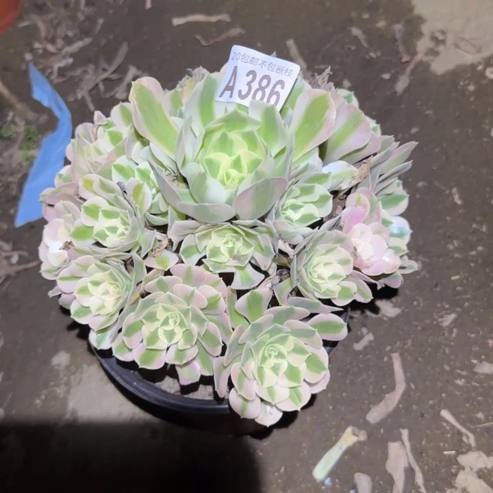 女巫。不包断枝……多肉植物