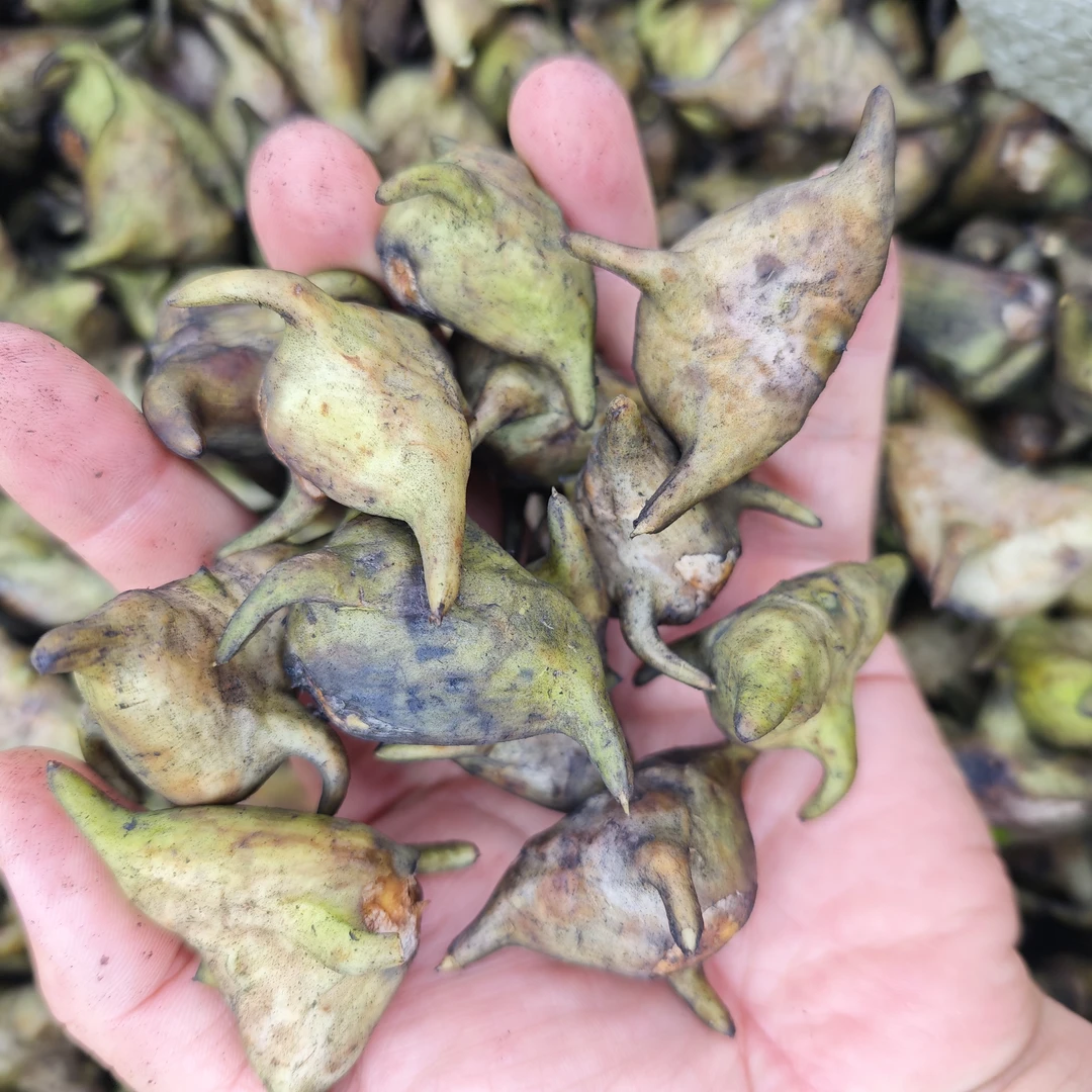 菱角3斤装农家菱角 京东生鲜快递