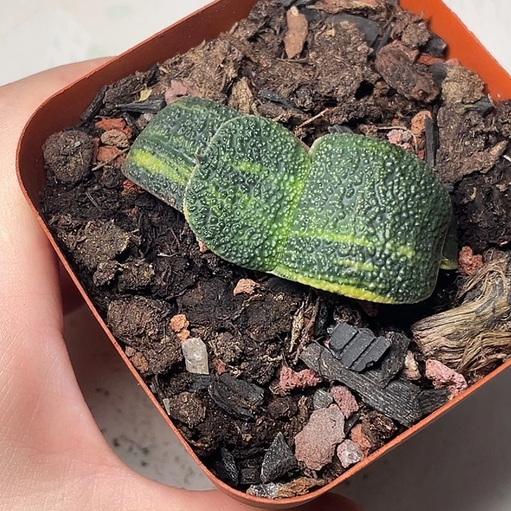 卧牛锦一物一拍2号