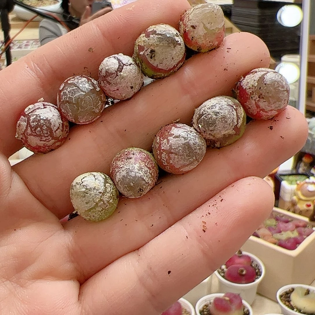 【闪购商品】36 灯泡x10