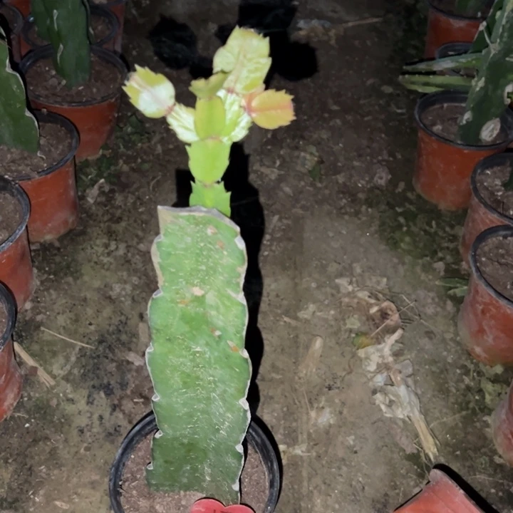 越***勇当前无花栽培后可以开花060  17