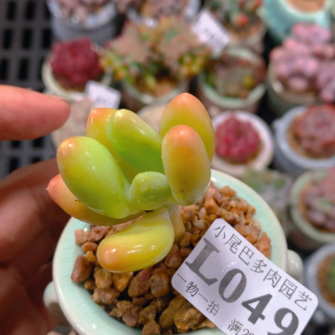 小尾巴5CM迷你拇指盆L049