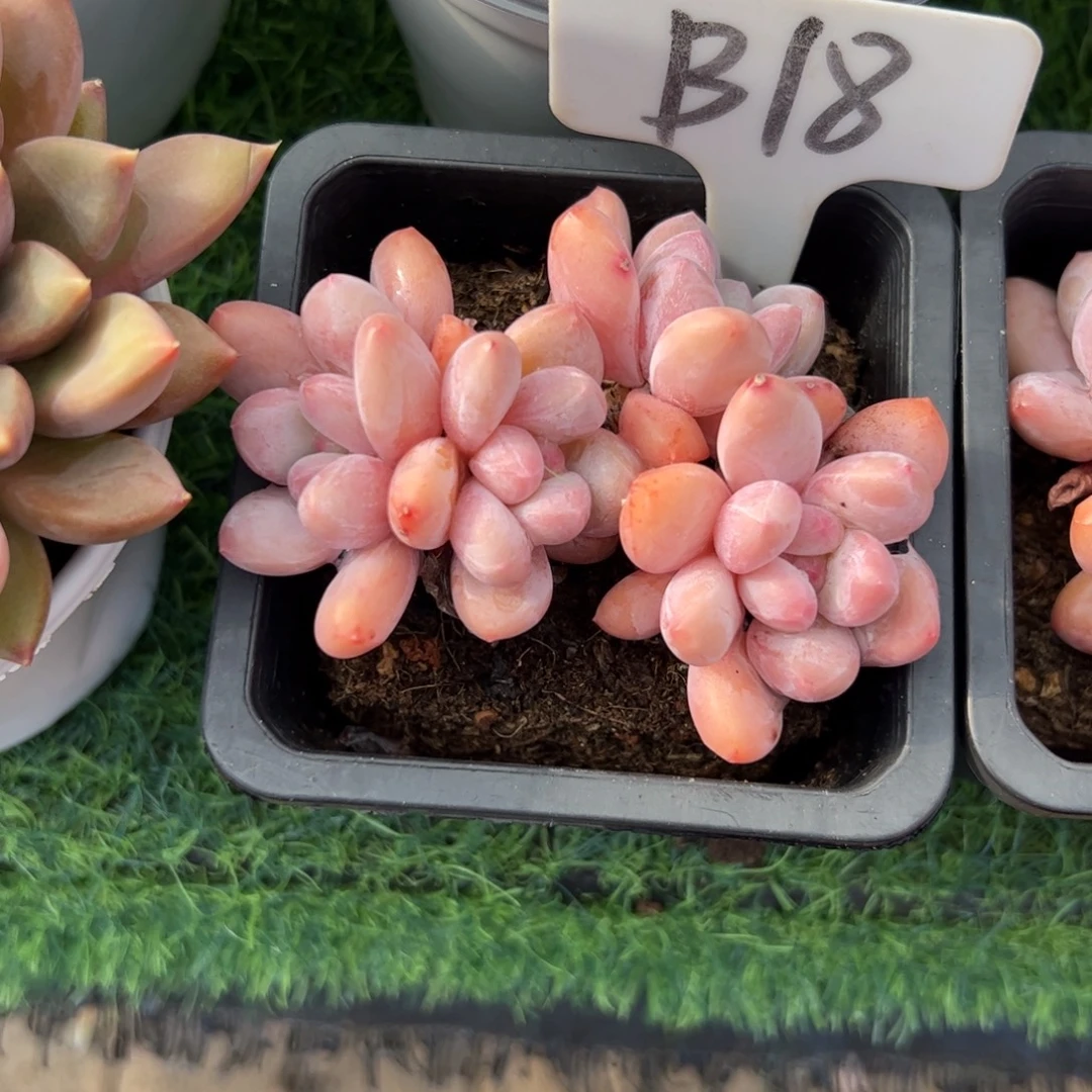 香水小老桩多肉植物