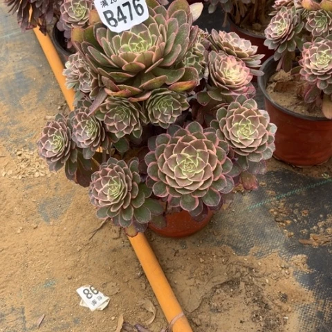 476粉花妖不包断枝