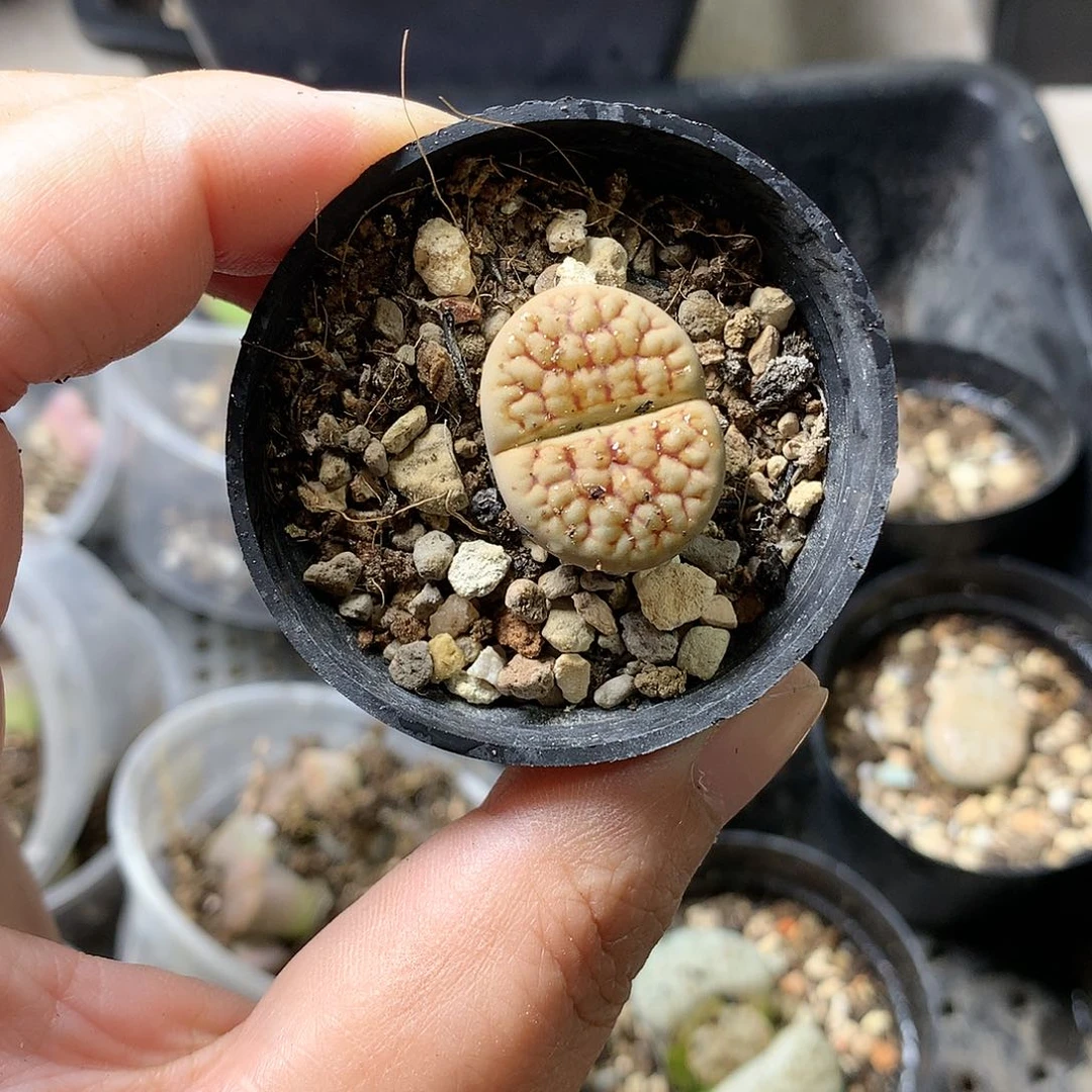 Y62多肉植物保护研究所