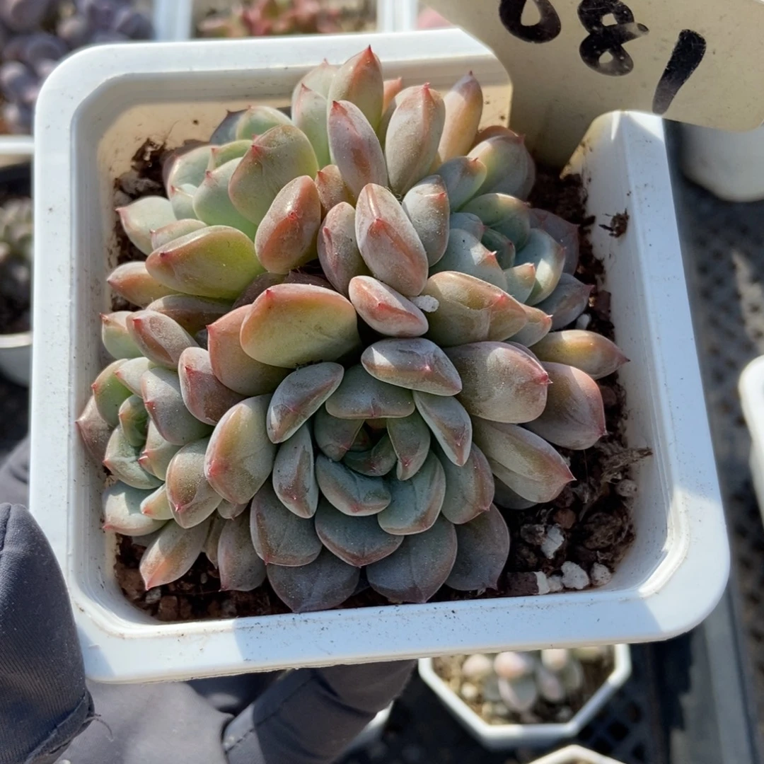 081糖果珍妮多肉植物