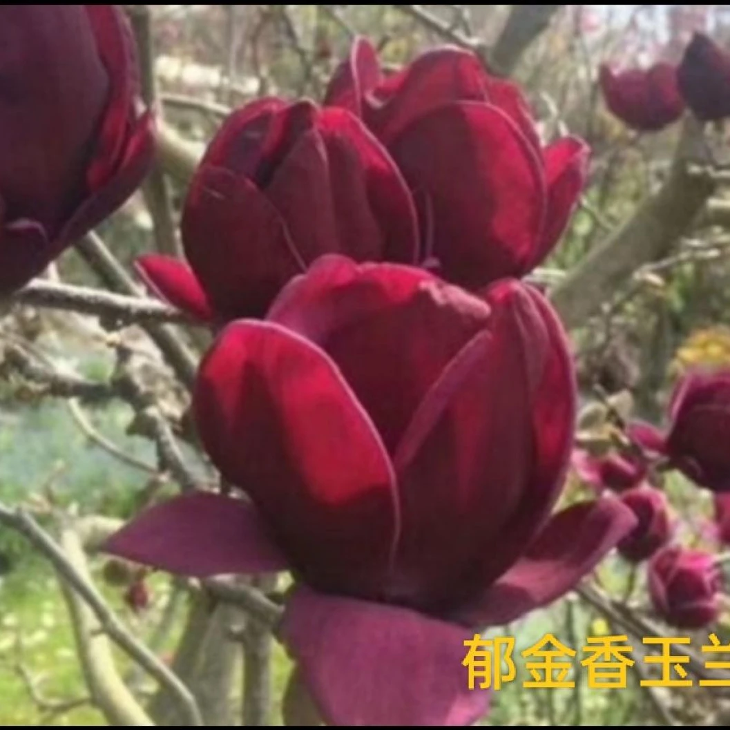 新品种【郁金香玉兰】三季开花盆栽地栽庭院开花植物红黄白紫玉兰苗
