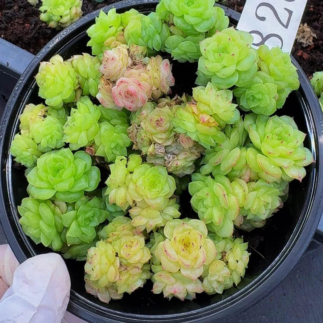 多肉植物多肉植物828