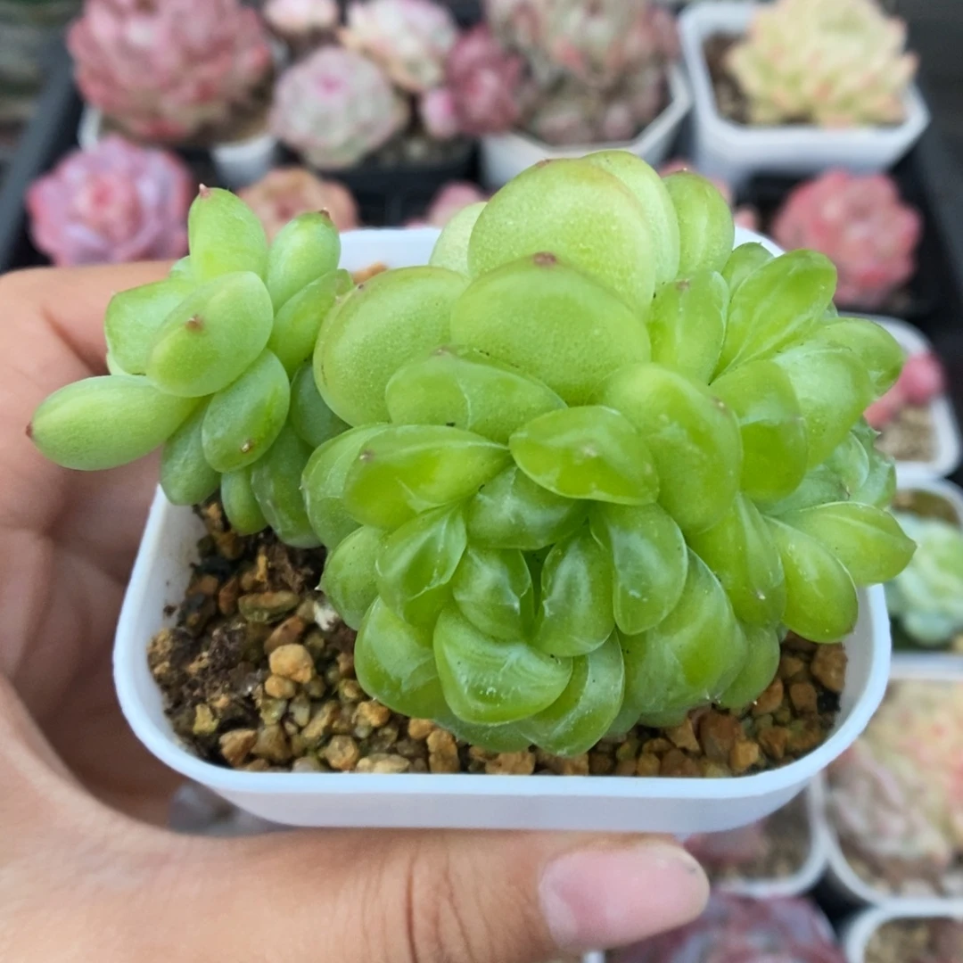 玲珑珍妮群生365号。