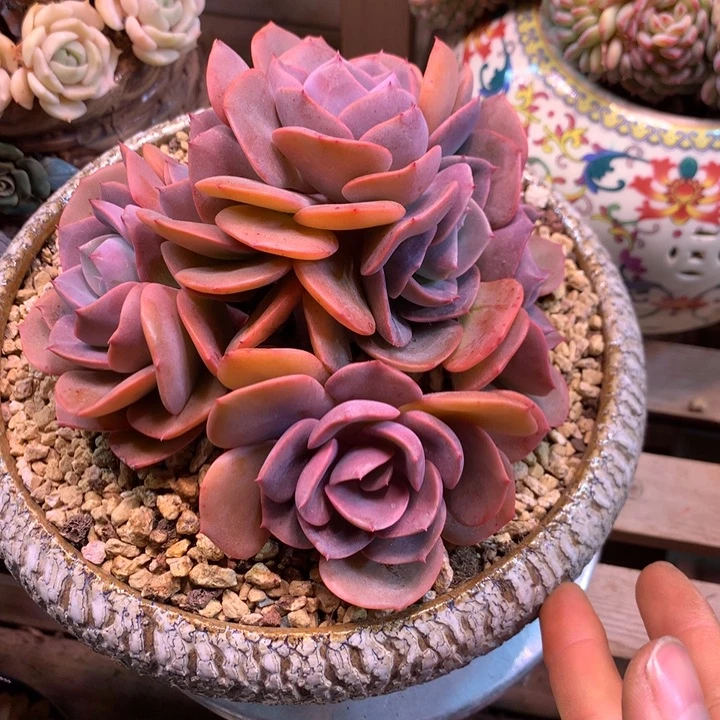 尘埃玫瑰朵朵缀多肉植物dongxi