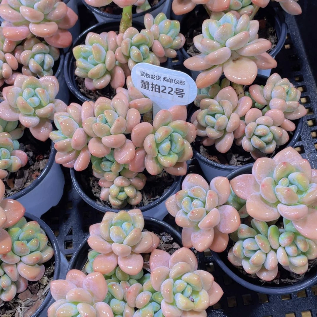 量拍22号 老桩多头飘枝洛神群一个