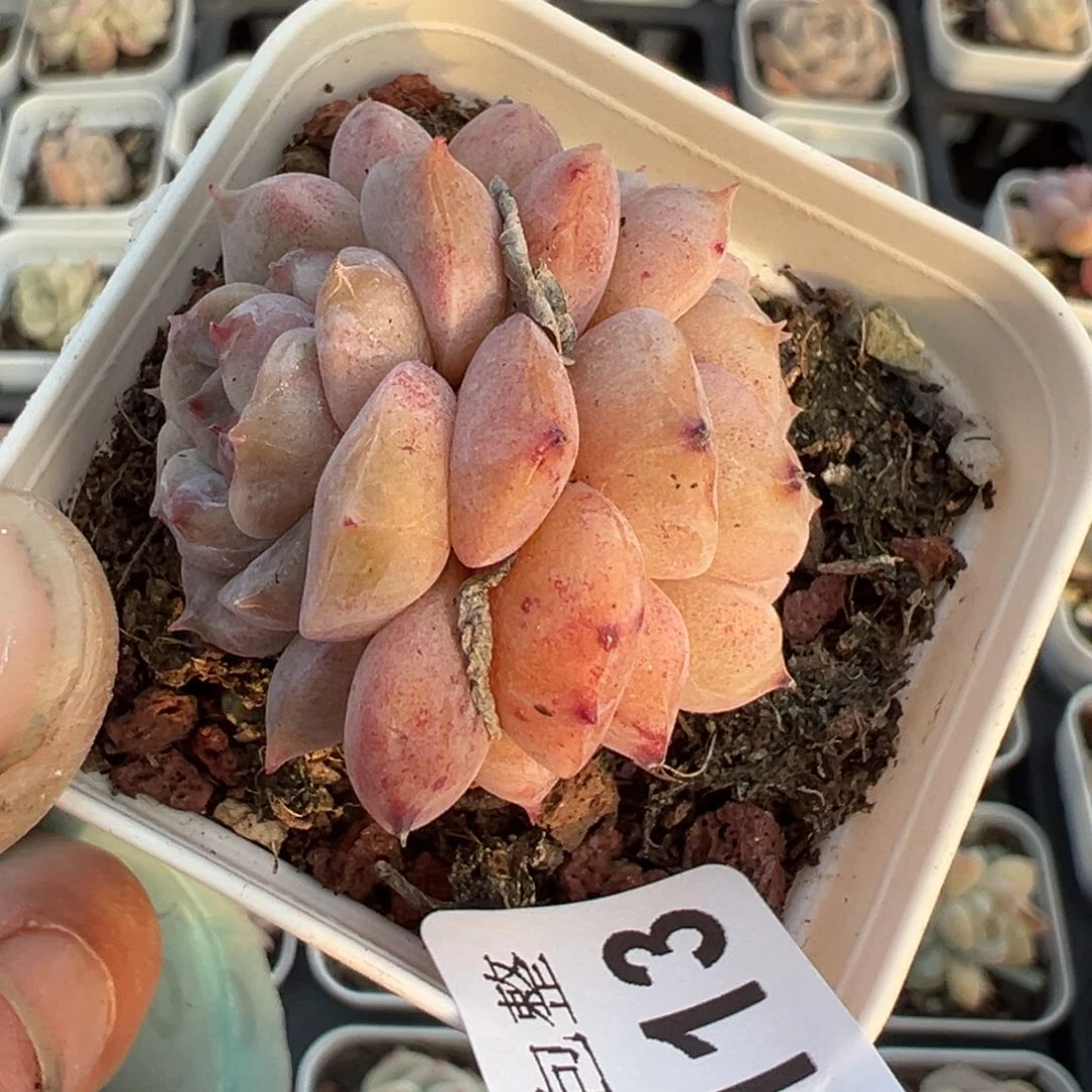 小卡拉米糖心一物一拍3-113