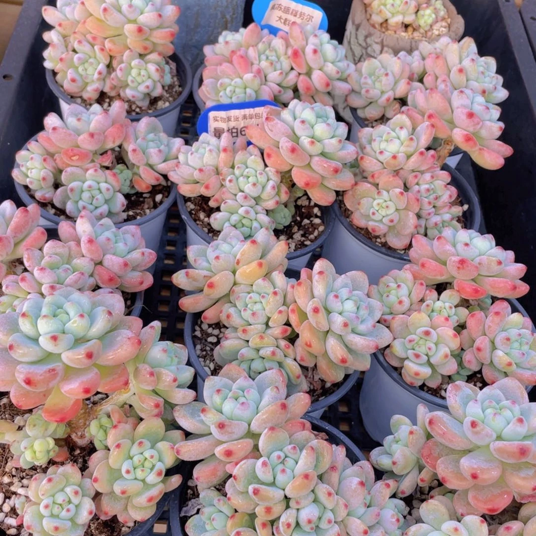 量拍61号 果冻胭脂劳尔大群生一个